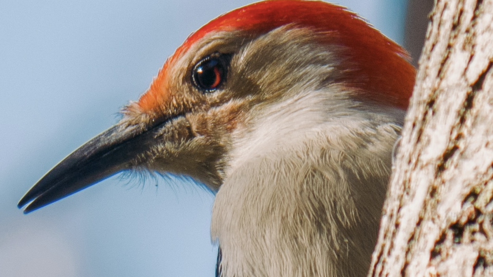 A woodpeck watching from above.